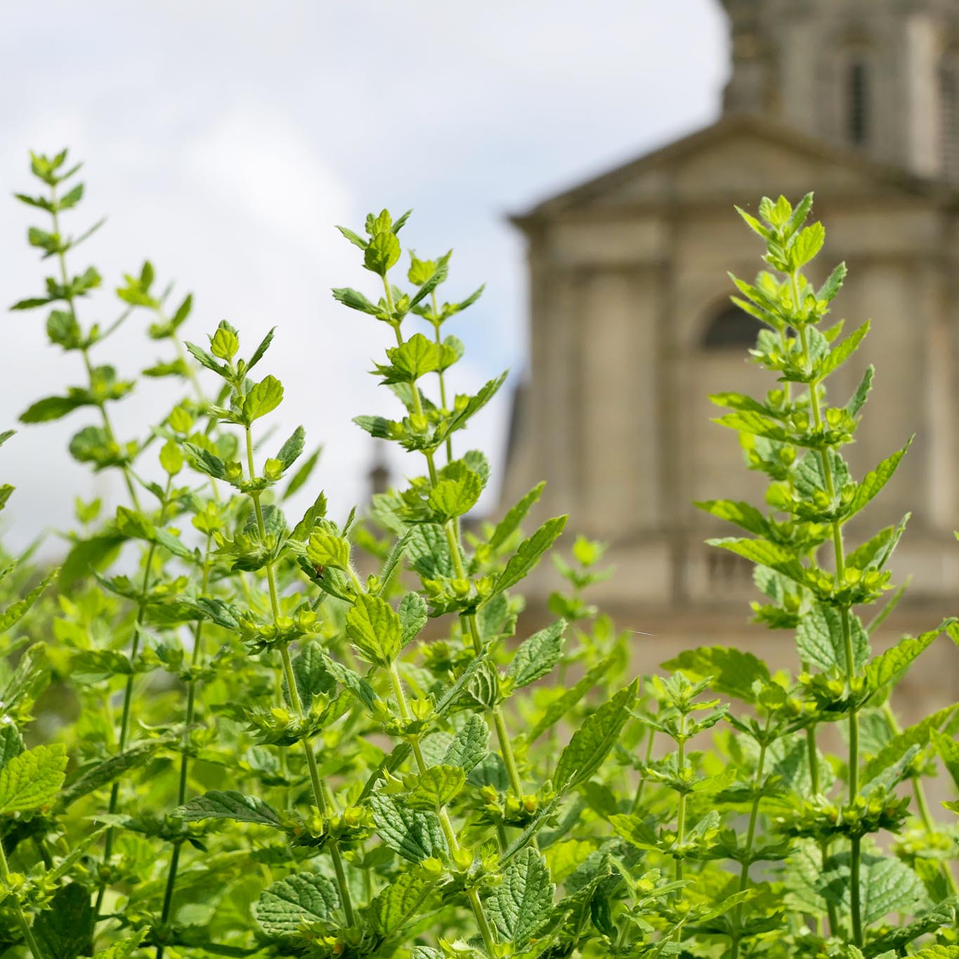 Legendär sind die Melissen-Hecken im Garten der normannischen Abbaye Mondaye.