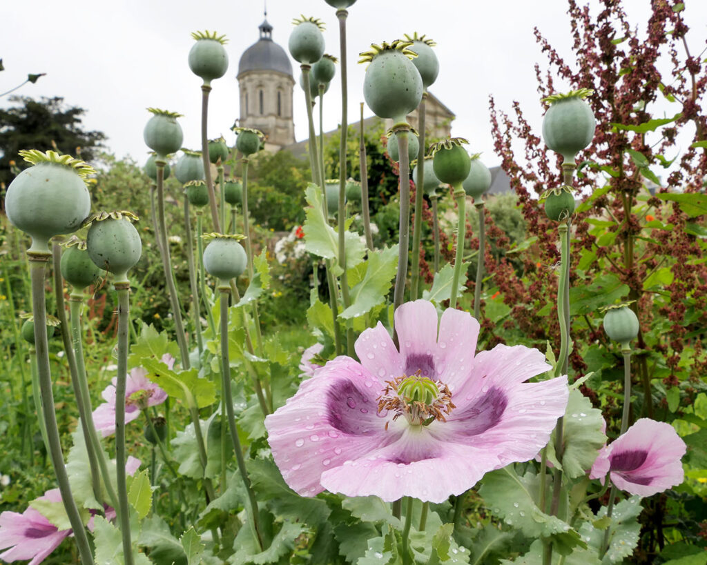 abbaye mondaye mohnblüte im berühmten klostergarten