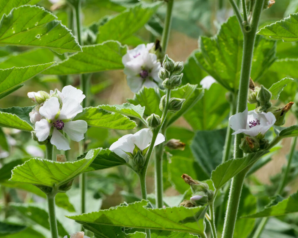 Eibisch ist eine für schmerzhafte Rachenerkrankungen geeignete Heilpflanze. Hilfreich auch bei Erkältungen.