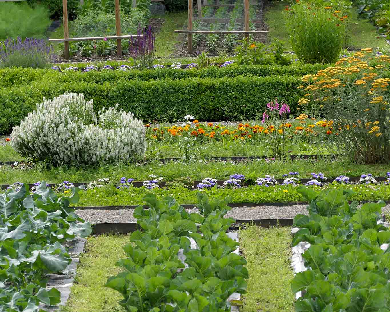 garten insight. Zwischen den Gemüsen blüht es recht dekorativ.