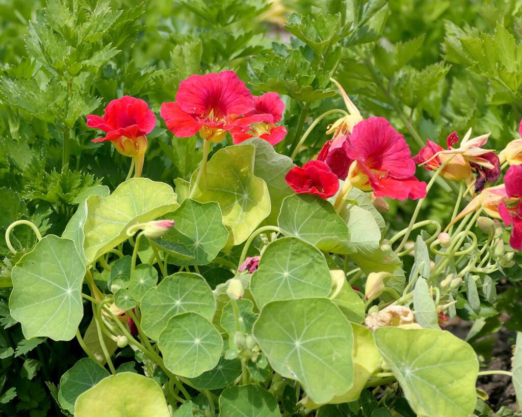 Kapuzinerkresse wird in Klostergärten nicht als Heilpflanze sondern als Würzkraut oder Gemüse angebaut.