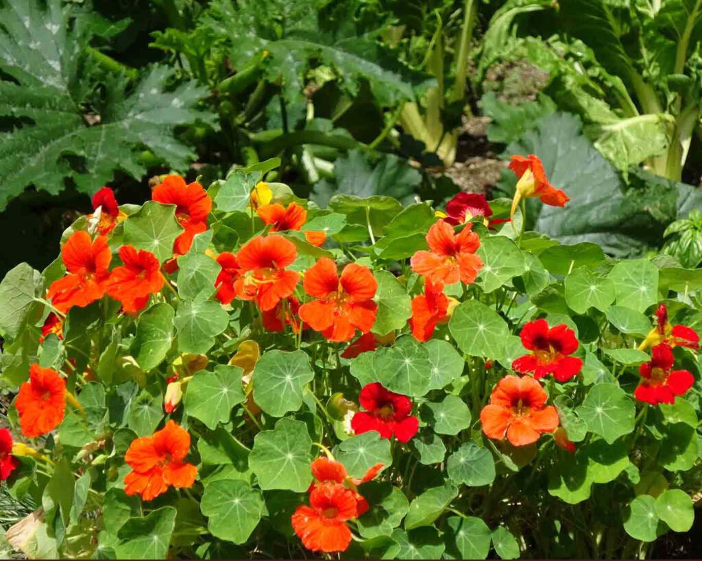 Im Klostergarten des Augustiner Chorherren Neustift blüht die Kapuzinerkresse.