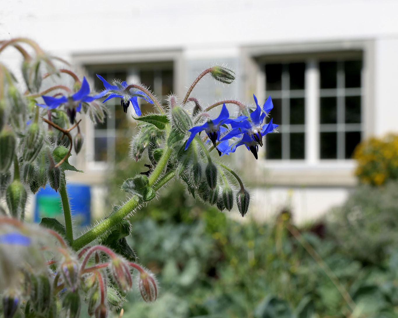 Dem Borretsch im Kräutergarten des Klosters St. Klara in Stans geht es prächtig. Das zeigt er mit seinen blauen Blüten.