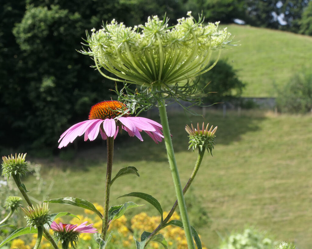 Der Echinacea geht es prächtig und sie strahlt mit ihren Blüten die Sonne an.