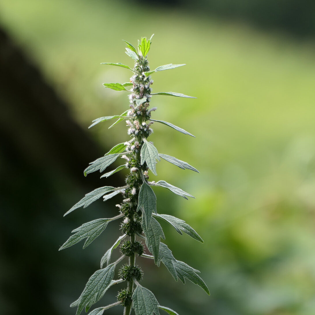 Der Herzgespann steht ein wenig abseits im Klostergarten St. Klara in Stans.