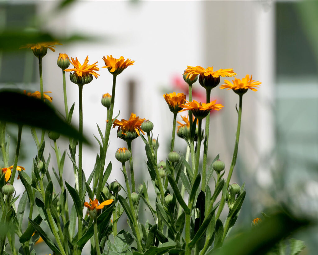 Ringelblumen dürfen in keinem Klostergarten fehlen. Auf ihre wundheilende Wirkung wird auch nicht im Klostergarten St. Klara in Stans verzichtet.