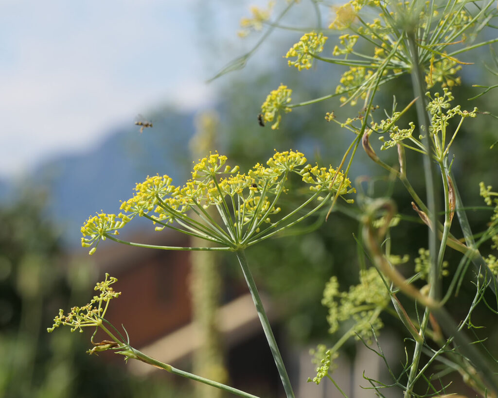 kloster wesemlin fenchel