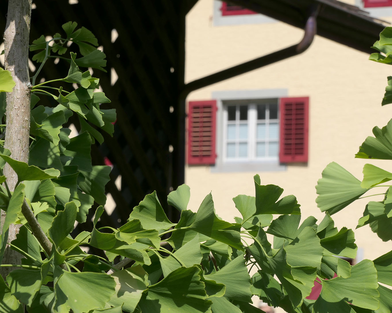 kloster wesemlin ginkgo