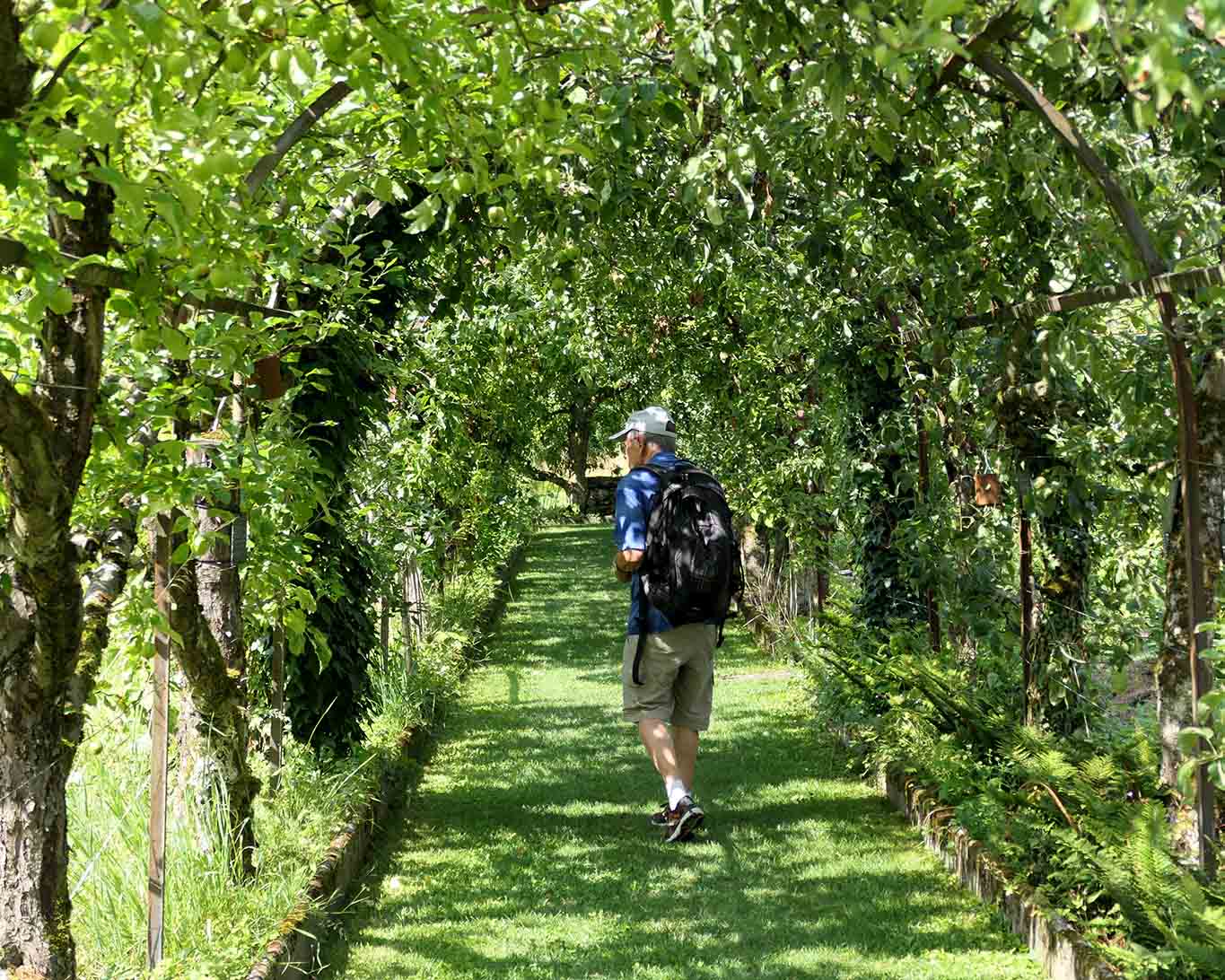 kloster wesemlin obstspalier laubengang