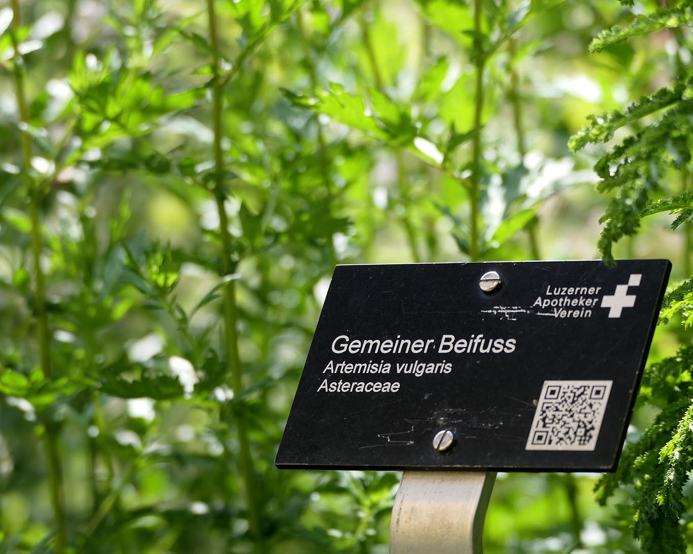 Die Beschilderung im Apothekergarten wird vom Luzerner Apothekerverein verantwortet.