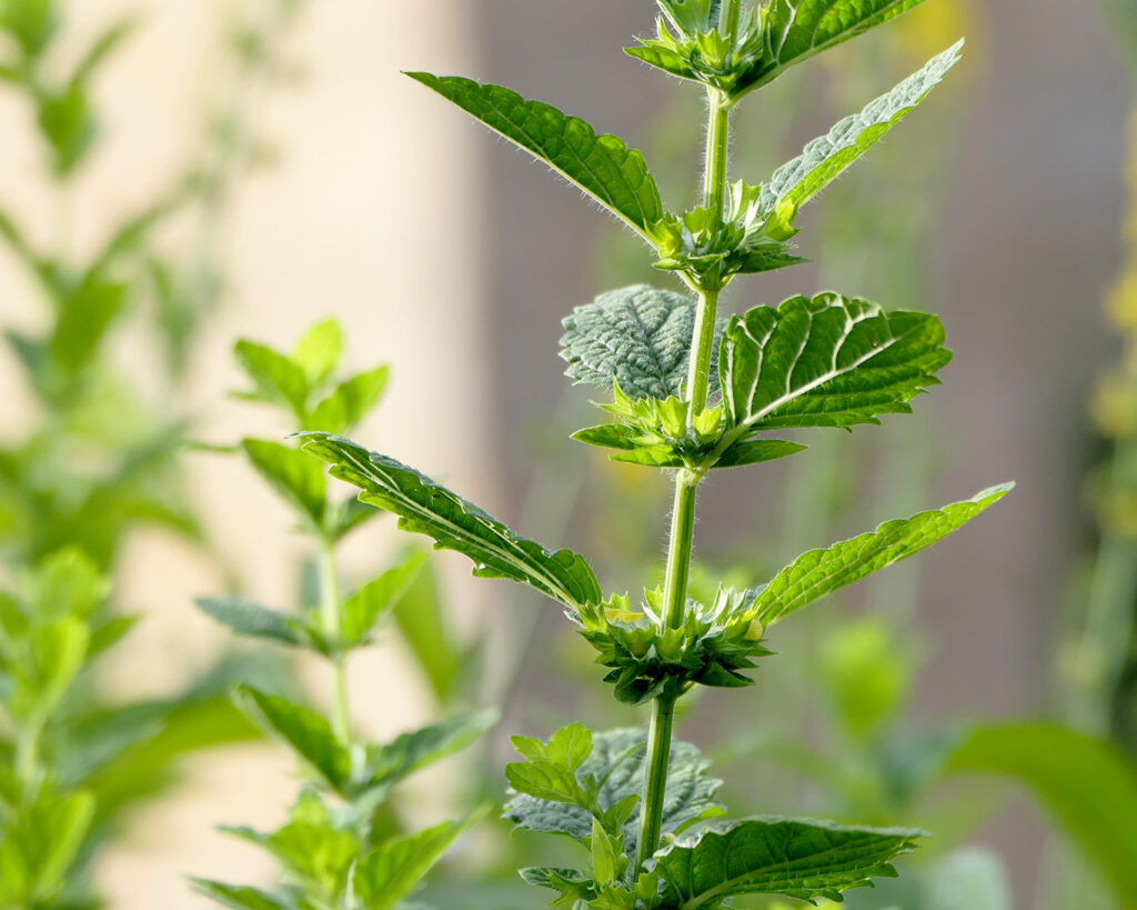 Nicht nur der Melisse geht es in Taizé wohl. Die Gemeinschaft von Taizé hat eine spirituelle Anziehungskraft für Jung und Alt.