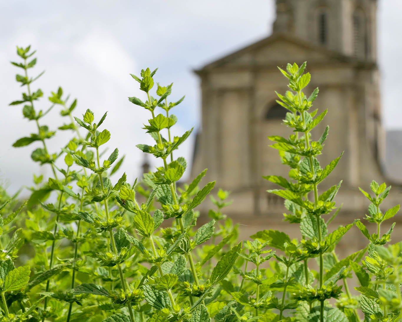 Melisse ist eines der traditionell in Klostergärten angebauten Heilkräuter. Wobei die Melisse auch zum täglichen Gebrauch verwendet werden kann. Sie ist tonisierend und ausgleichend.