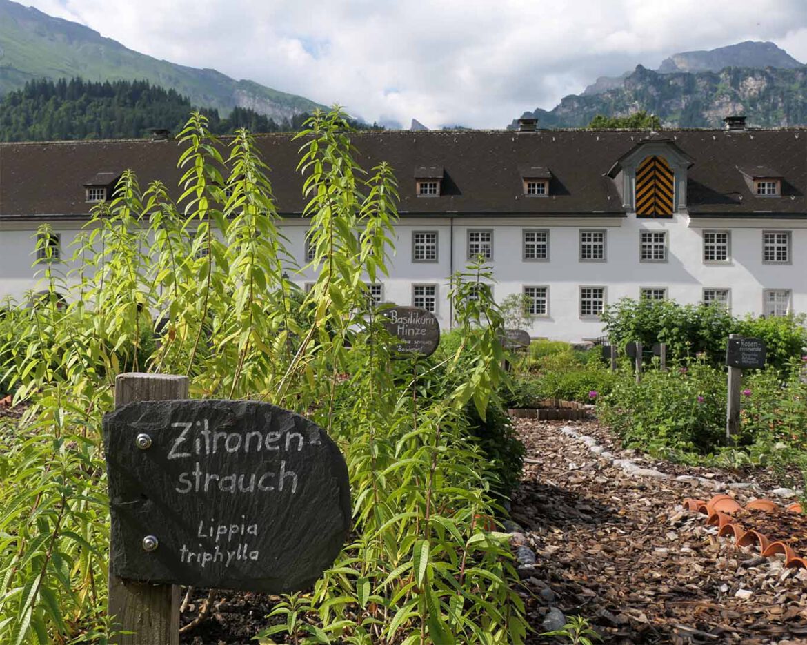 Zitronenverbene im Kräutergarten des Benediktinerklosters Engelberg.