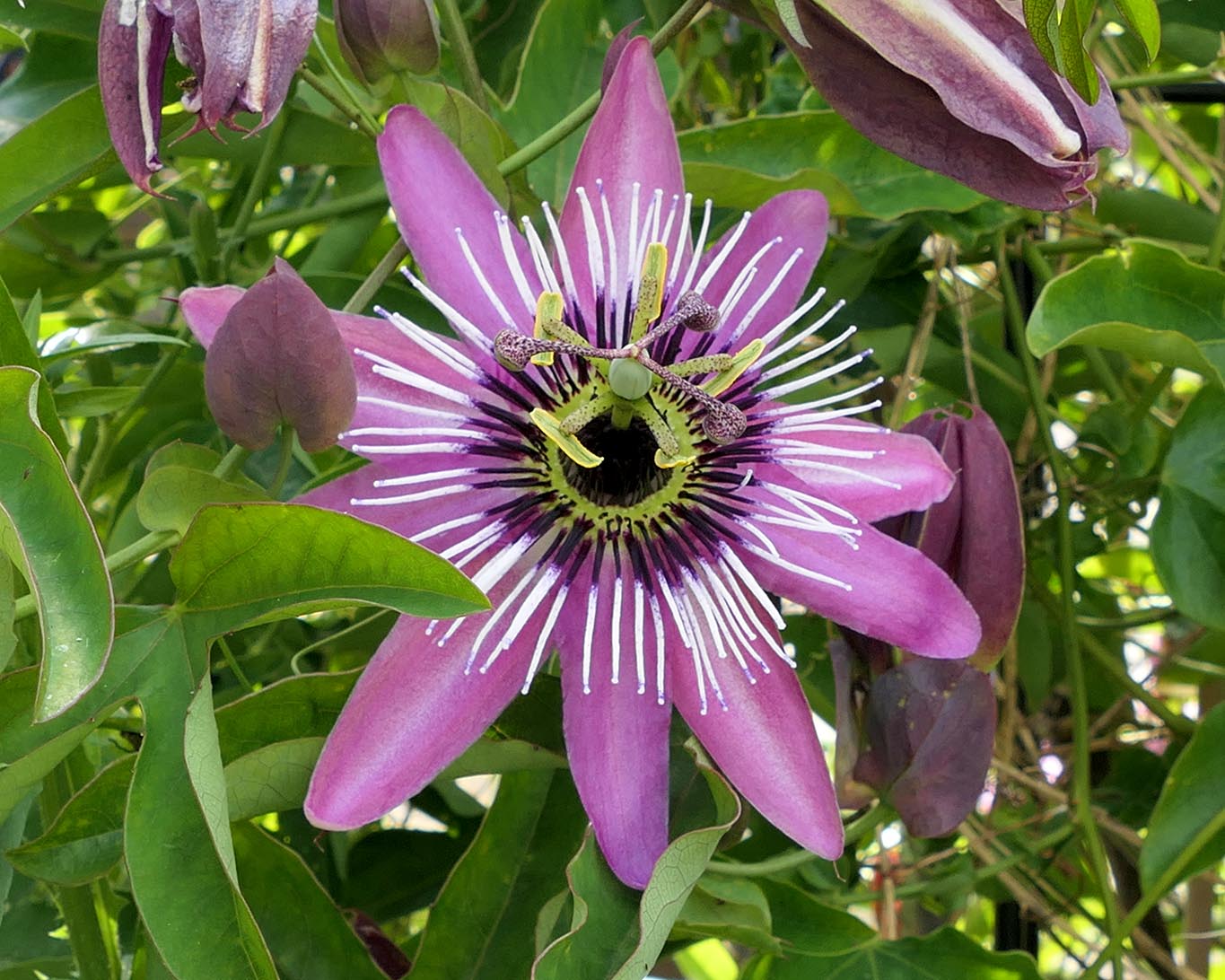 Eine blühende Passionsblume aufgenommen im Kräutergarten des Klosters Benediktbeuern. Passionsblumen sind eher ungewöhnlich in Klostergärten. Der Klimawandel macht es möglich.