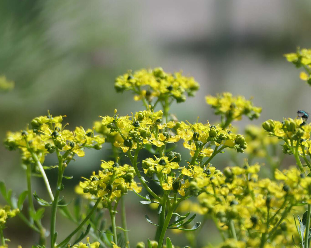 rauke klostergarten roggenburg