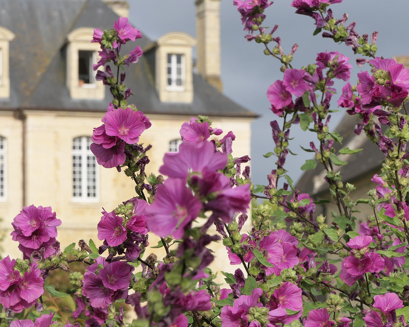 Hibiskusblüten im Klostergarten der Abbaye Mondaye in der Normandie.