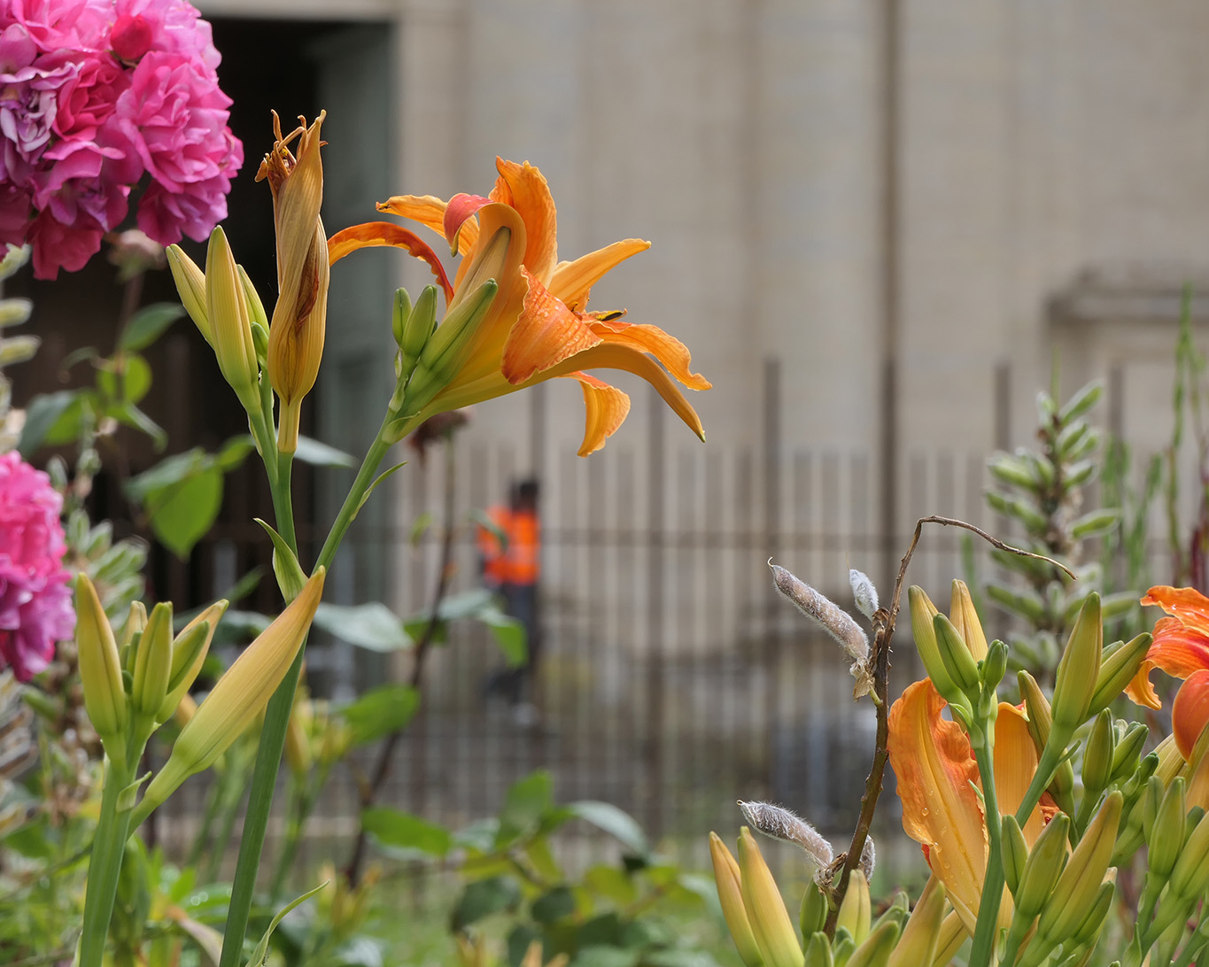 Lilien schmücken den Klostergarten der Abbaye Mondaye in der Normandie.