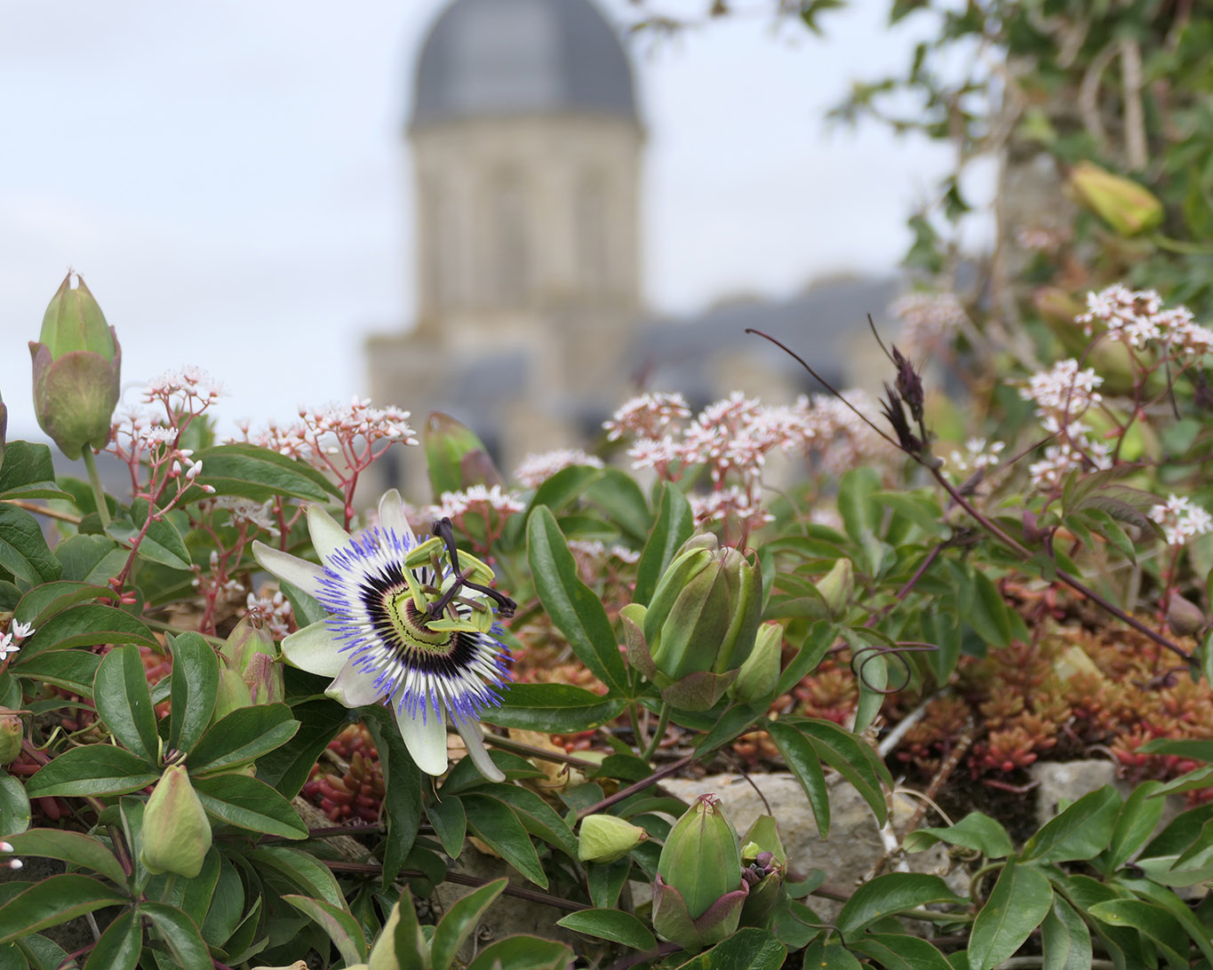 Passionsblumen blühen an der südlichen Mauer der Abbaye Mondaye in der Normandie.