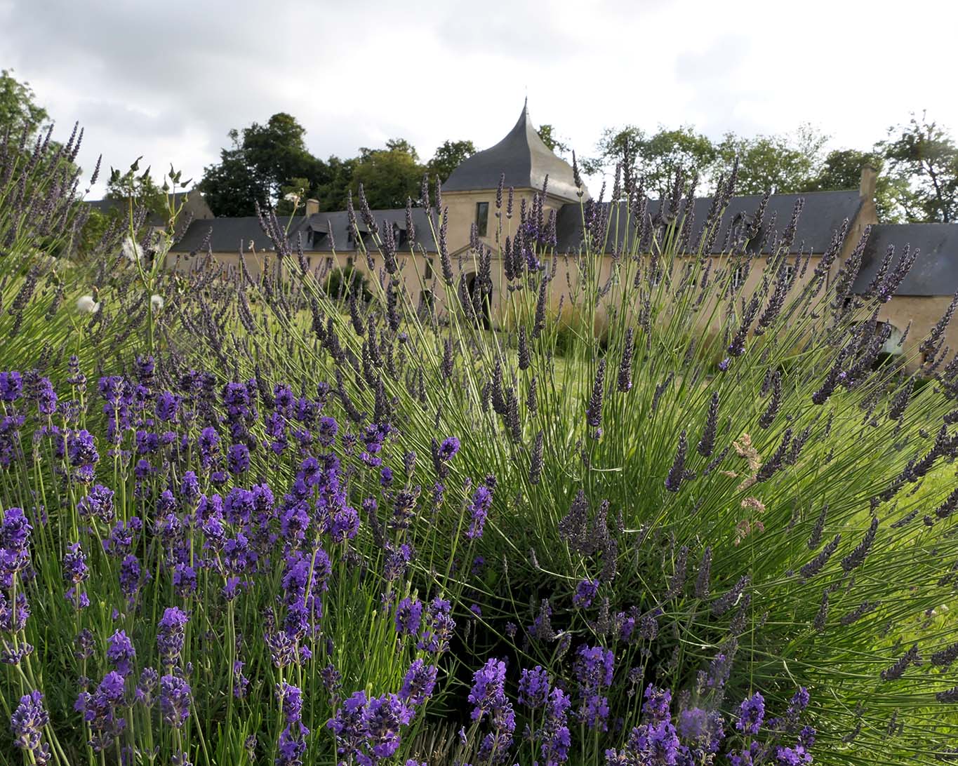Bretonischer Lavendel blüht im Klostergarten der Abbaye Mondaye in der Normandie.