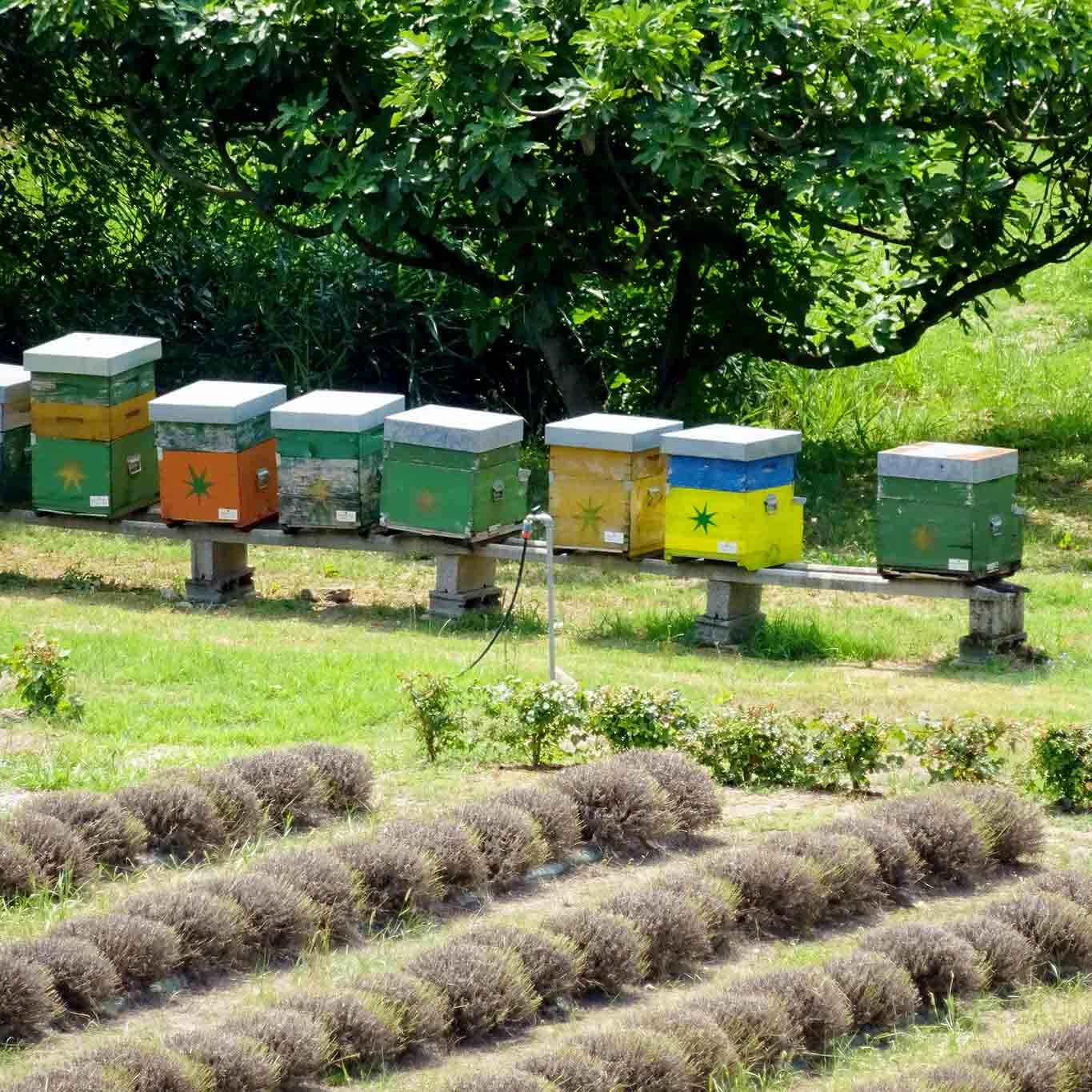 abbazia di praglia bienen