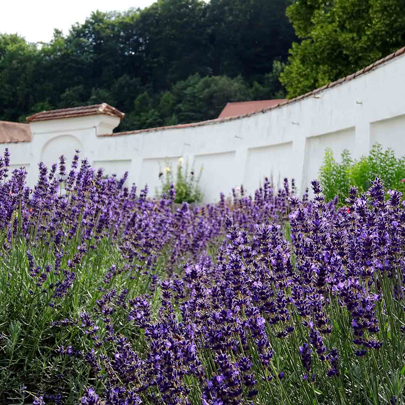 abtei schaeftlarn lavendel