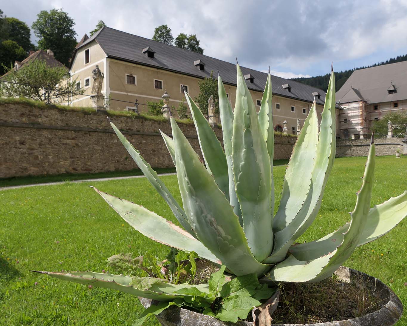 agave im hof benediktinerstift st lamprecht