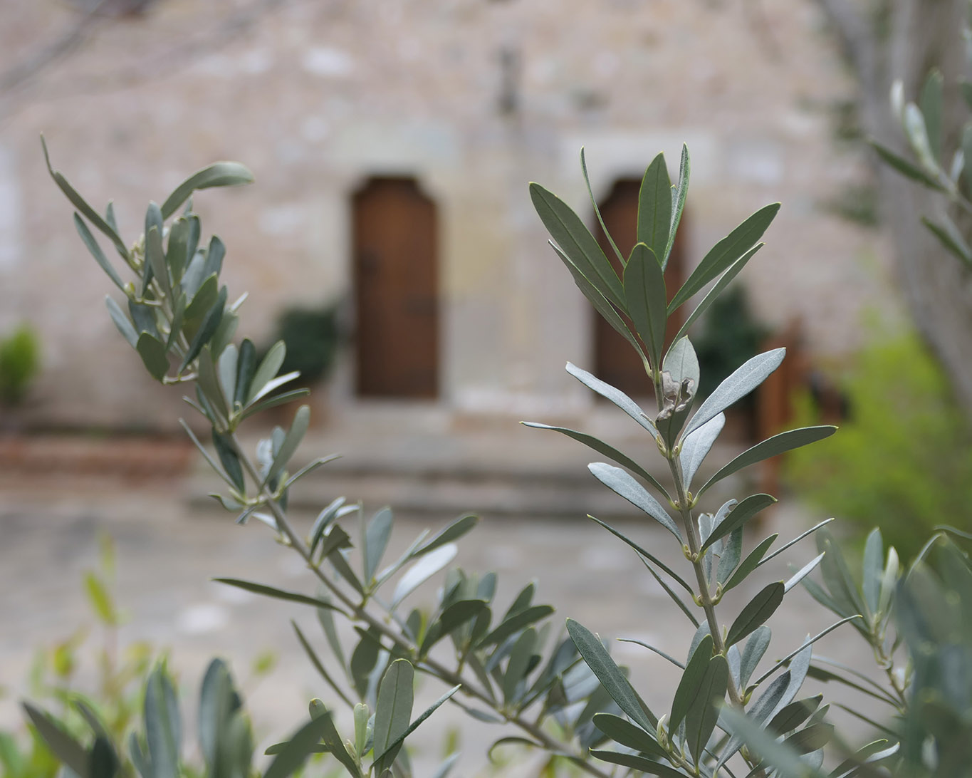 Meteora-Kloster Agios Stephanos und ein Zweig des Ölbaums.