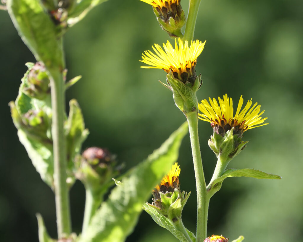 Alant blühend im Detail aus dem Kräuterpark von Bad Heilbrunn