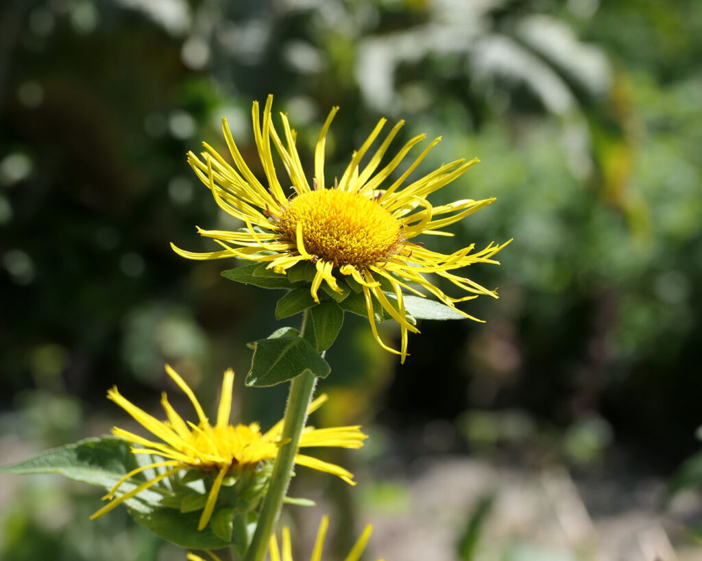 Echter Alant mit zwei Blüten im Kräutergarten des Klosters Benediktbeuern