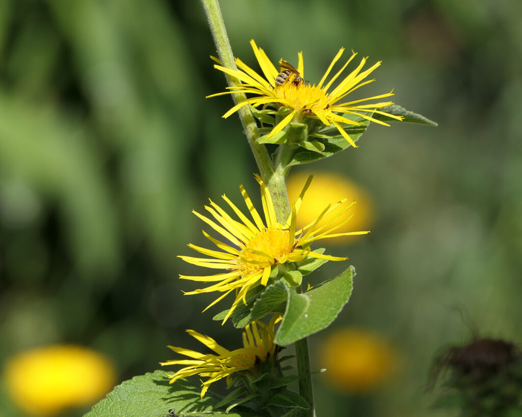 Alant mit zwei Blüten und Insektenbesuch im Klostergarten