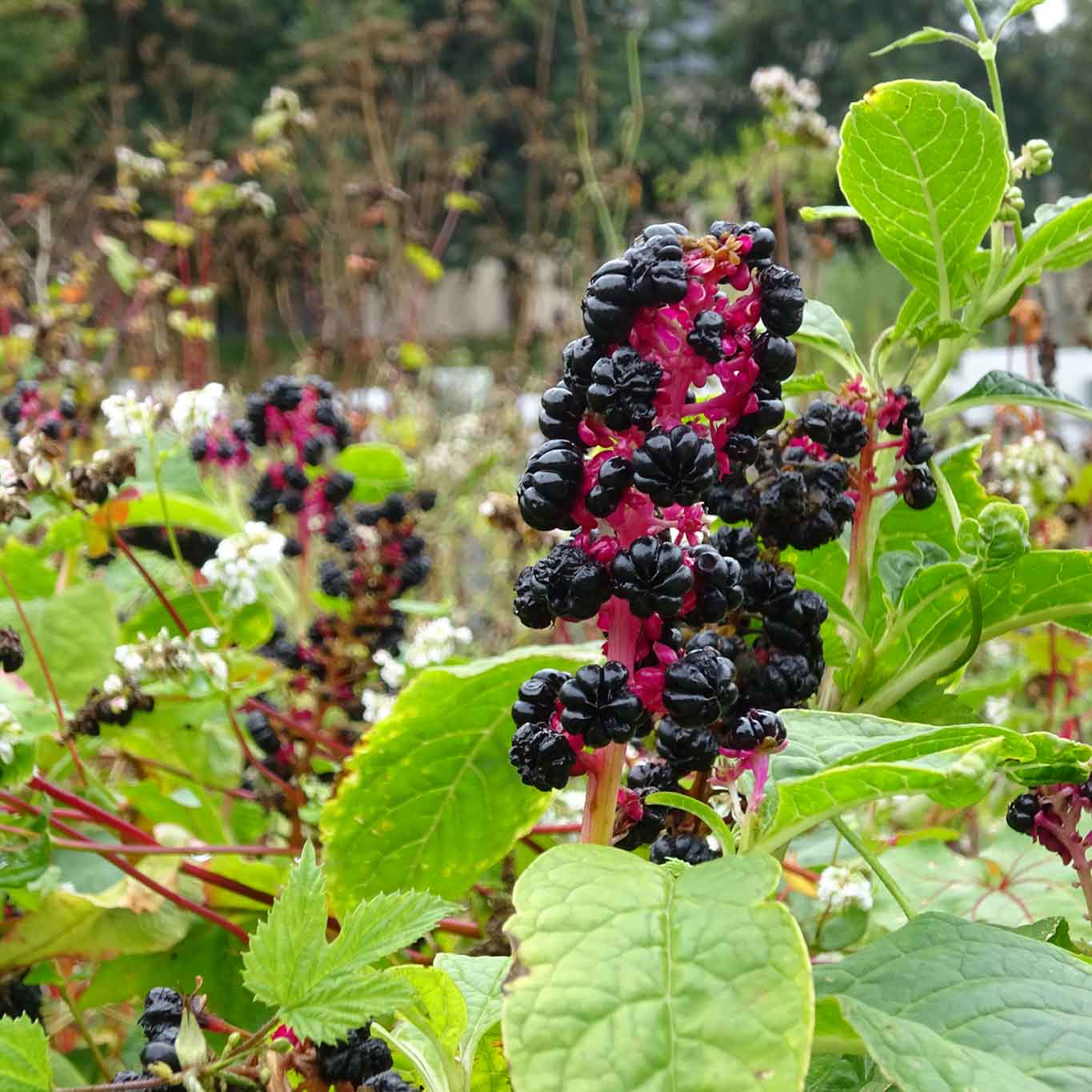 amerikanische kermesbeere phytolacca americana abdij postel