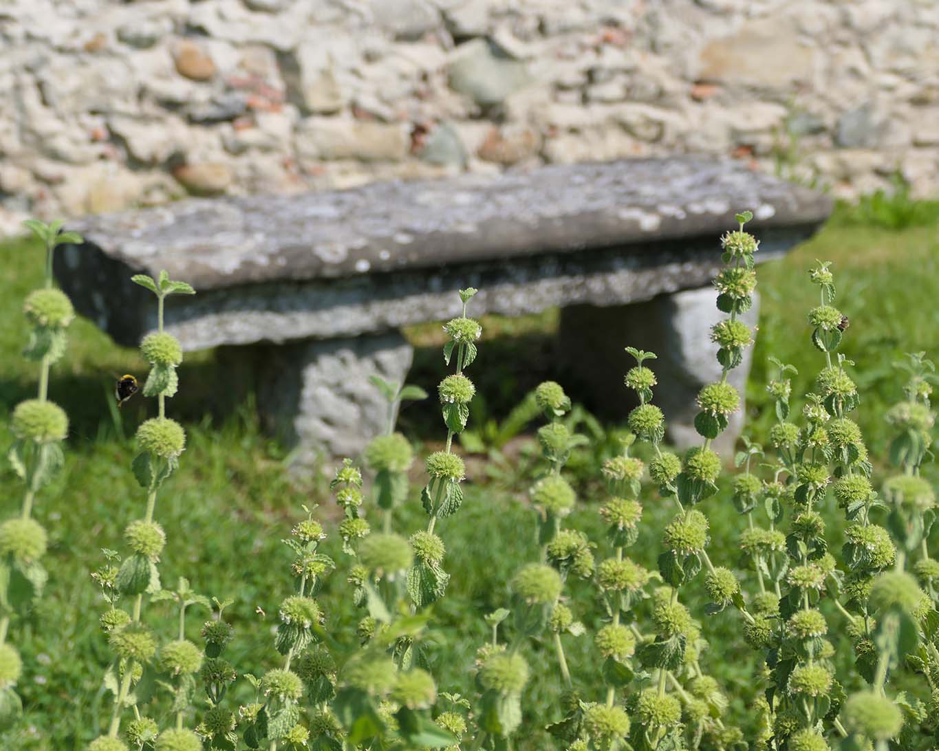 Wer sich nicht über Andorn freut, hat auch keine Freude an Bienen im Strabo-Garten des ehemaligen Klosters der Bodenseeinsel Reichenau.