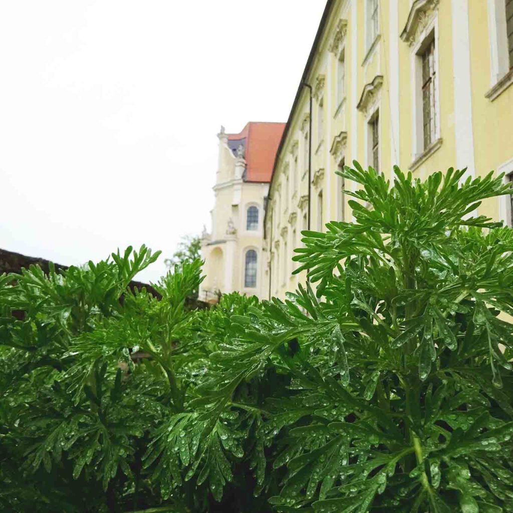 apothekergarten wermut stift altenburg