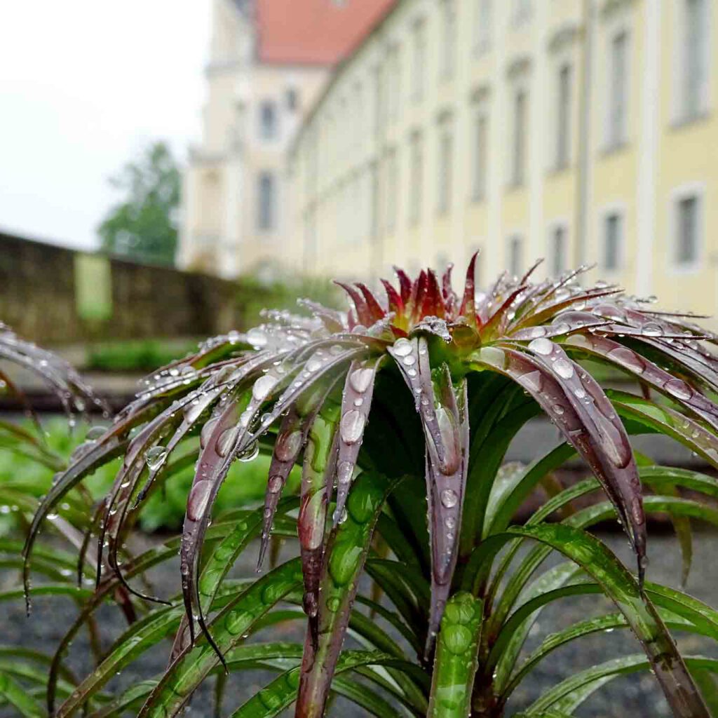 apothekergarten phantastische blüte stift altenburg