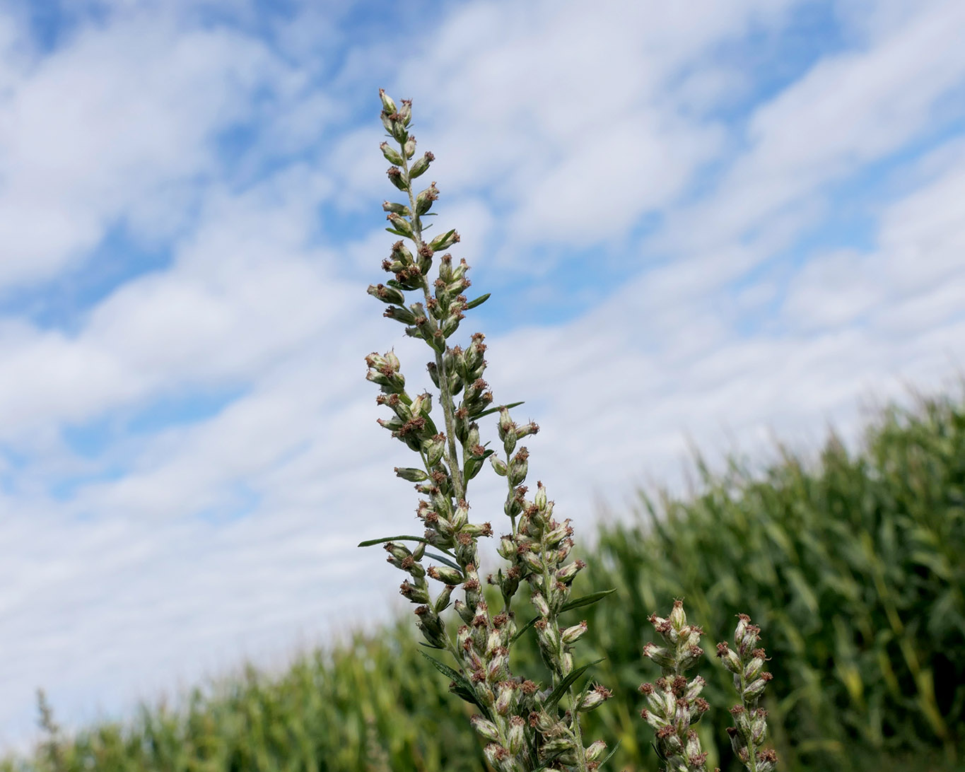 Den Beifuss bezeichnete Marzeller als entthronte Macht einer Heilpflanze.
