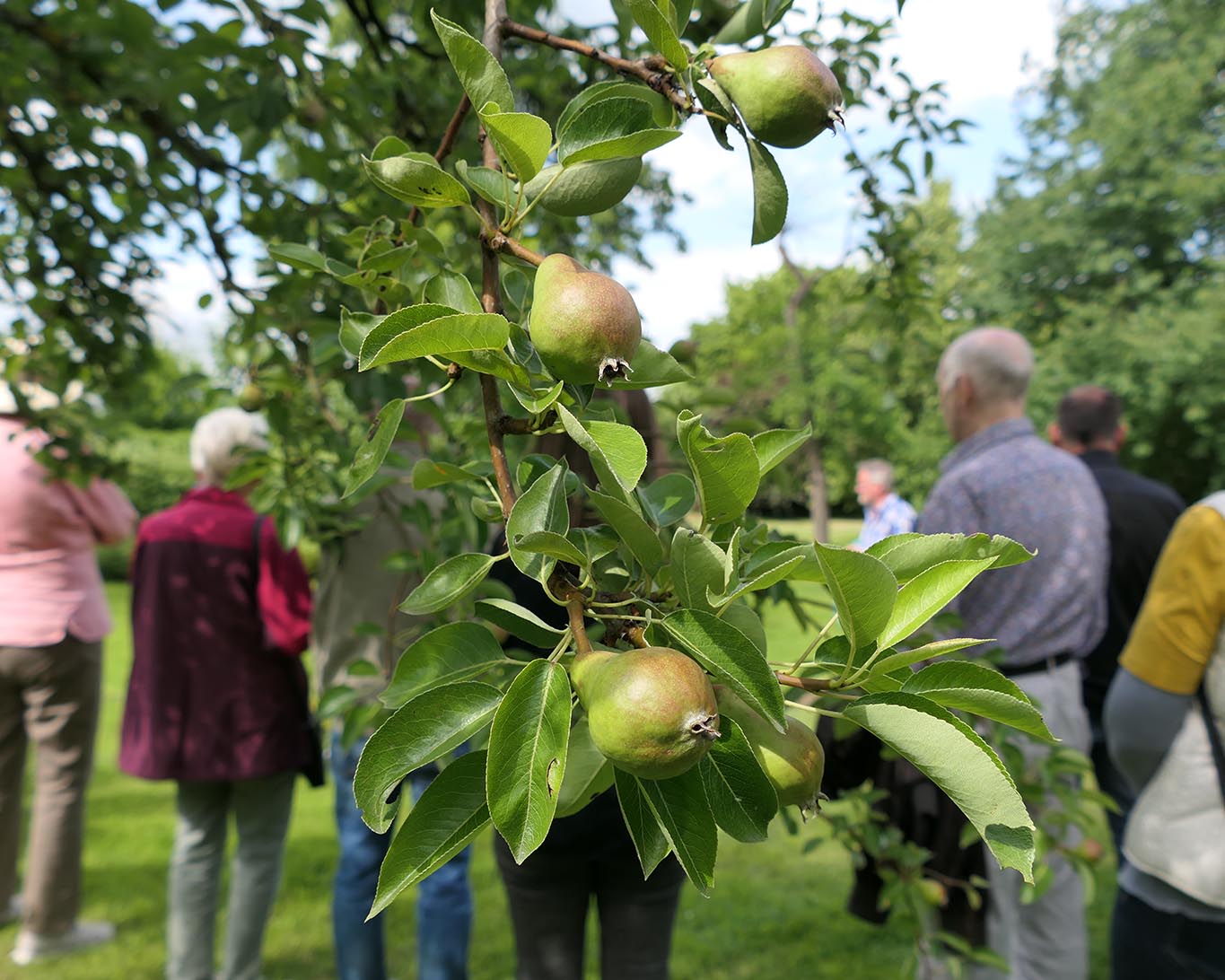 birnen kloster wülfinghausen Die Erträge der Obstbäume generieren einen Teil des Einkommens des evangelischen Klosterstiftes.