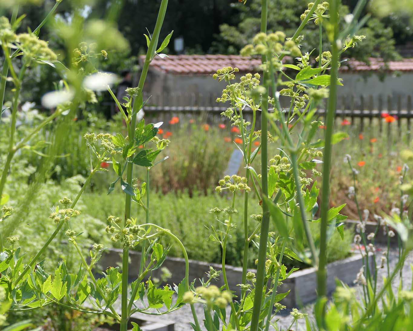 Das ist ein lieber Liebstöckel, den es zu sehen gibt im Garten des ehemaligen Klosters auf der Insel Reichenau. Walahfrid Strabo hätte es gefreut.
