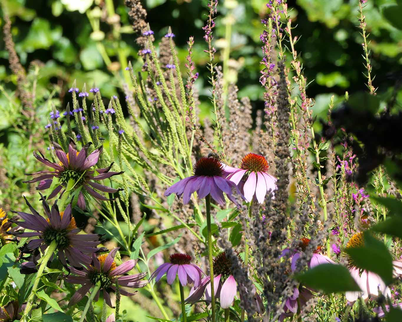 echinacea stift seitenstetten