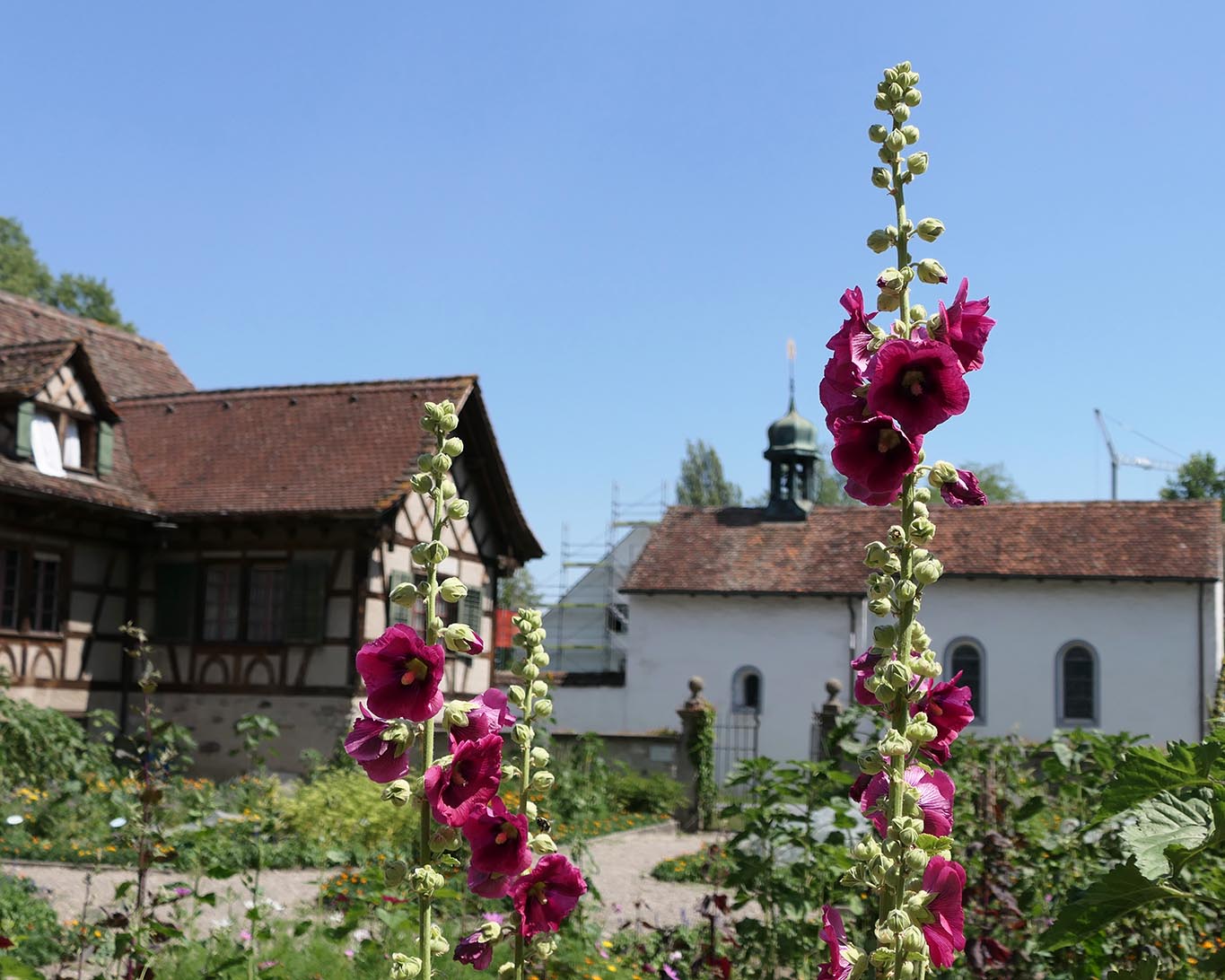 Wunderschön blühen die Malven im Klostergarten der Benediktinerinnen zu Fahr nahe Zuerich.