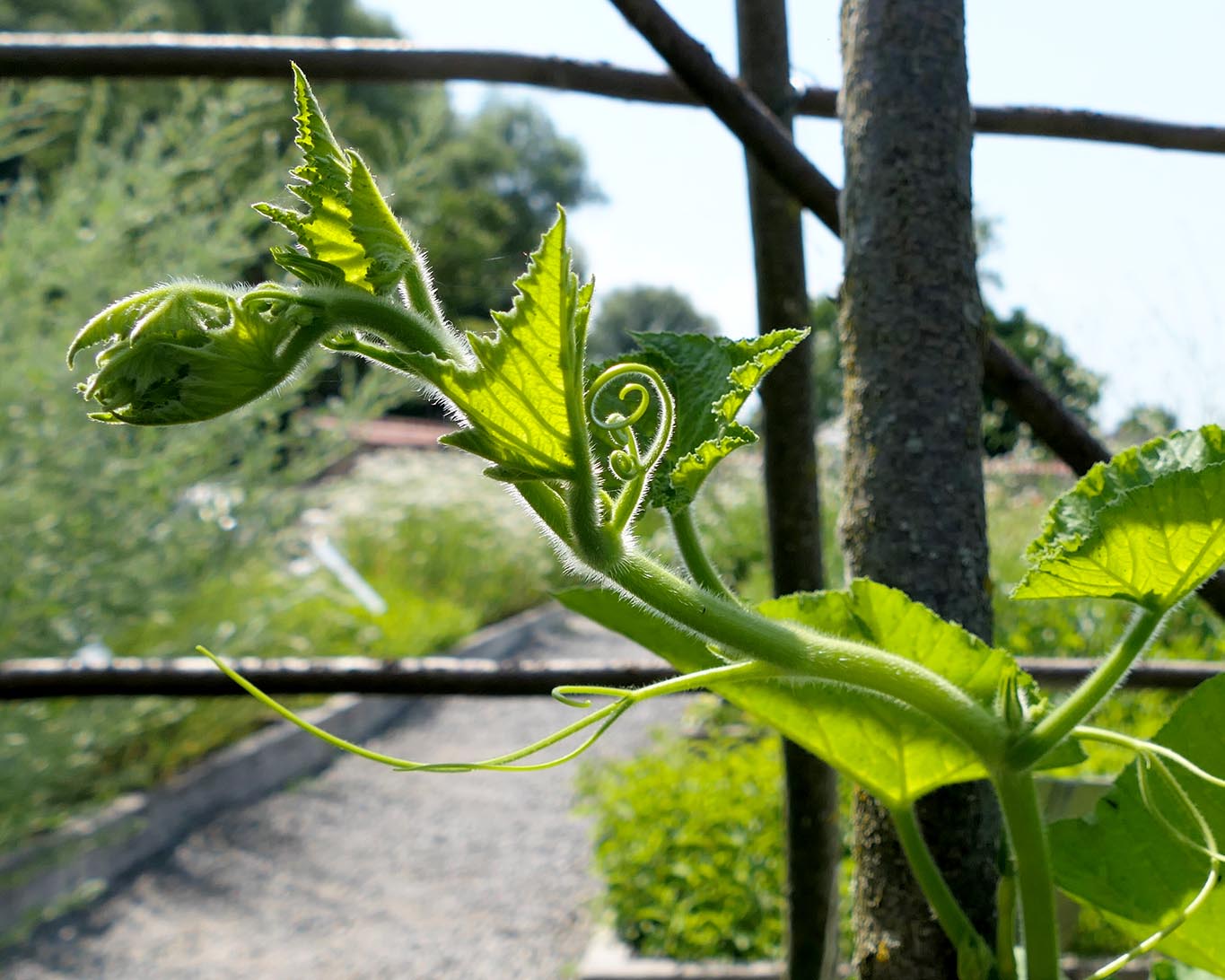 flaschenkürbis reichenau strabo garten