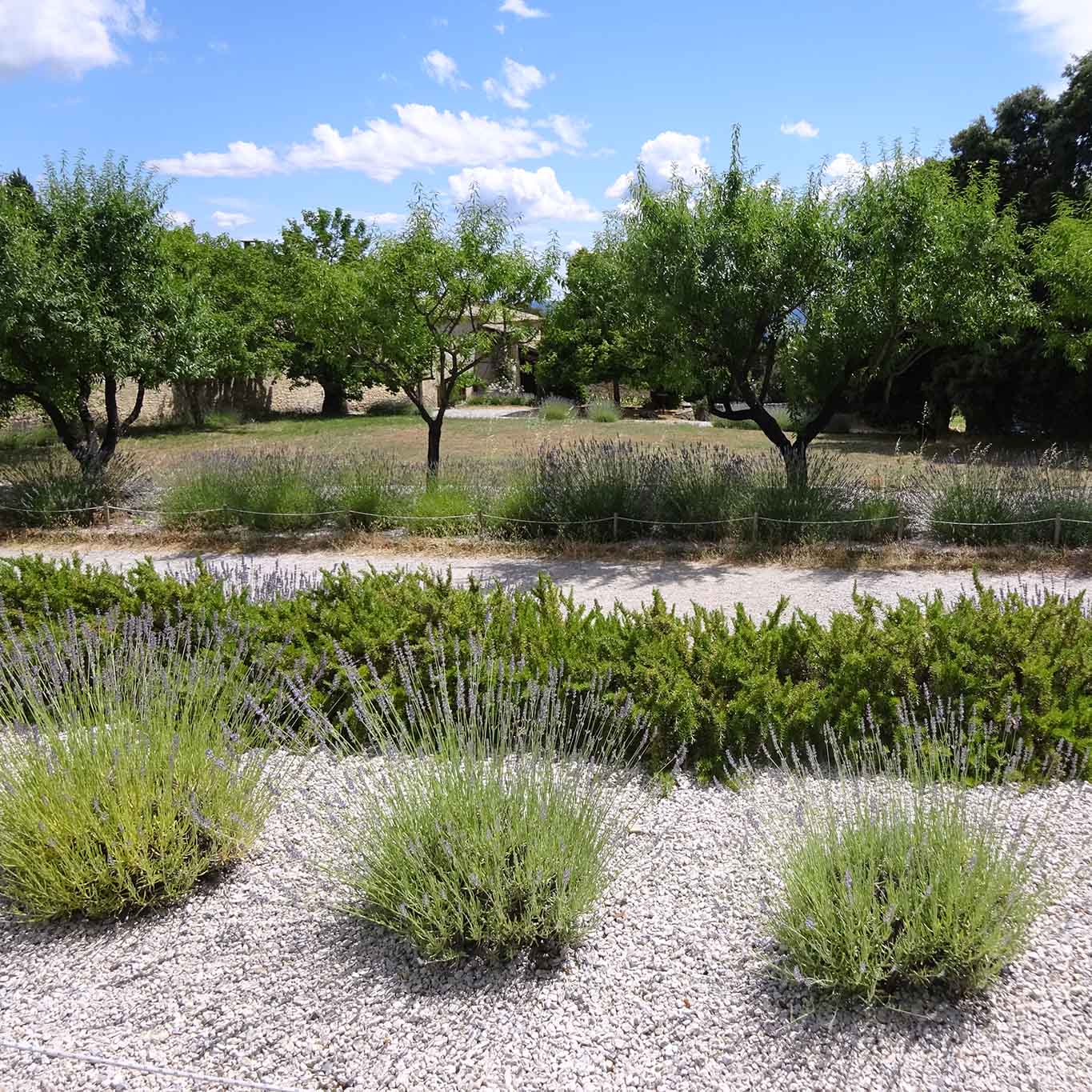 garten prieuré de ganagobie Geometrie zwischen Lavendel und Rosmarin.
