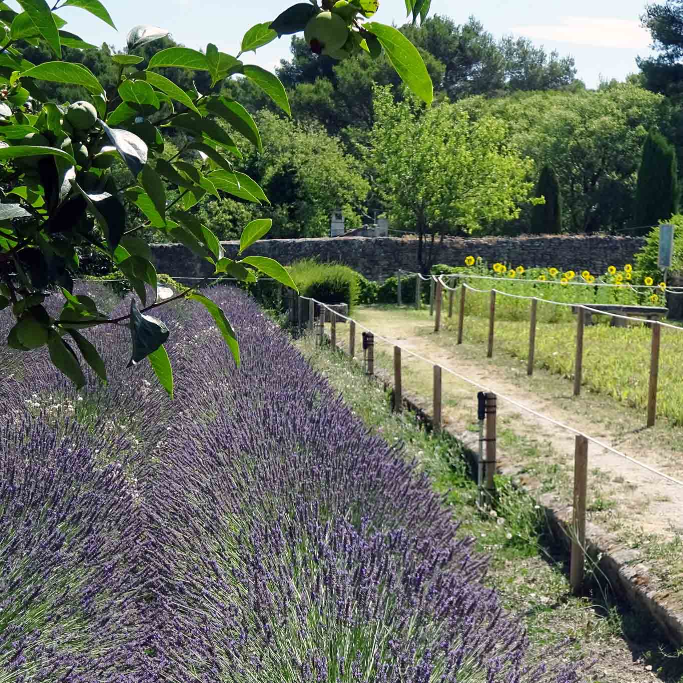 Gartenblick in den Klostergarten des Cloitre Saint-Paul de Mausole mit dem blühenden Lavendel der Provence.