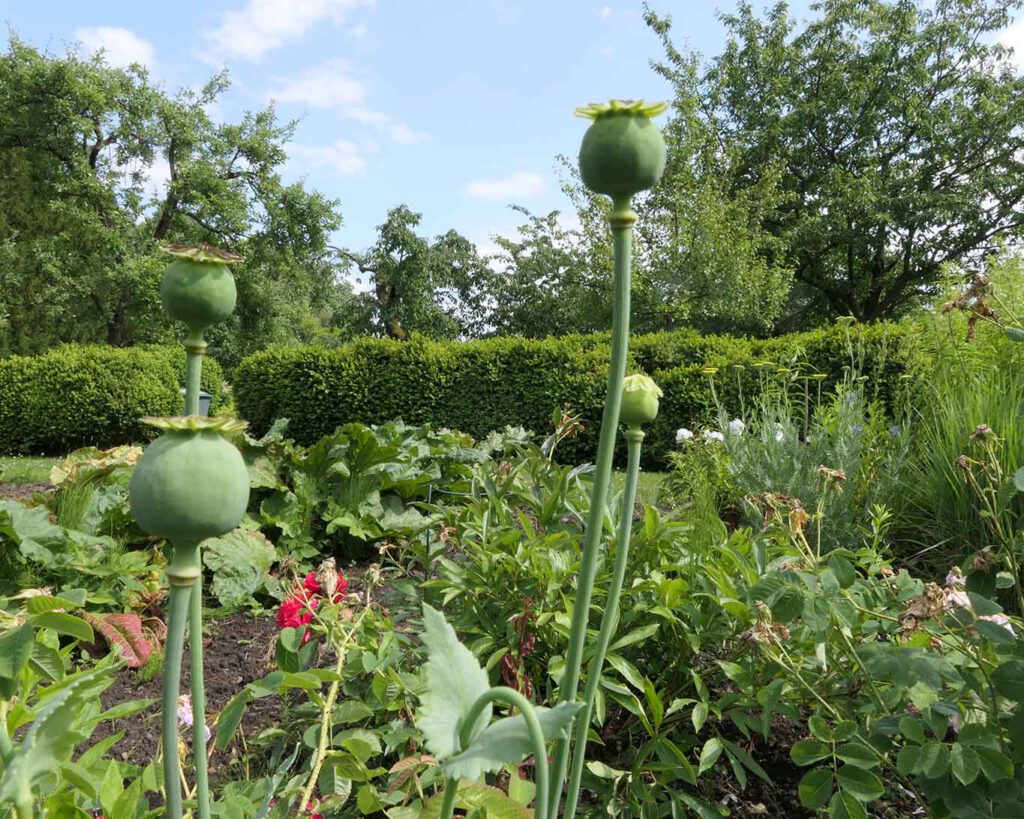 gartenlook kloster wülfinghausen