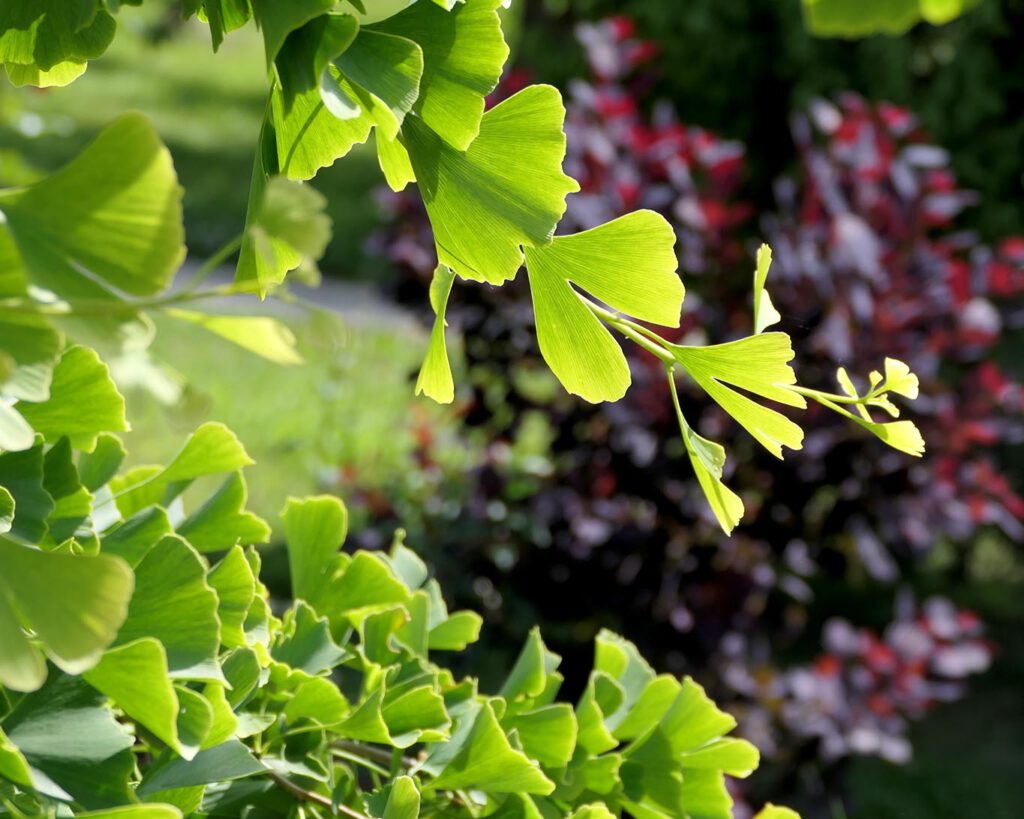 Ein schöner Ginkgobaum im Klostergarten Elchingen bei Ulm
