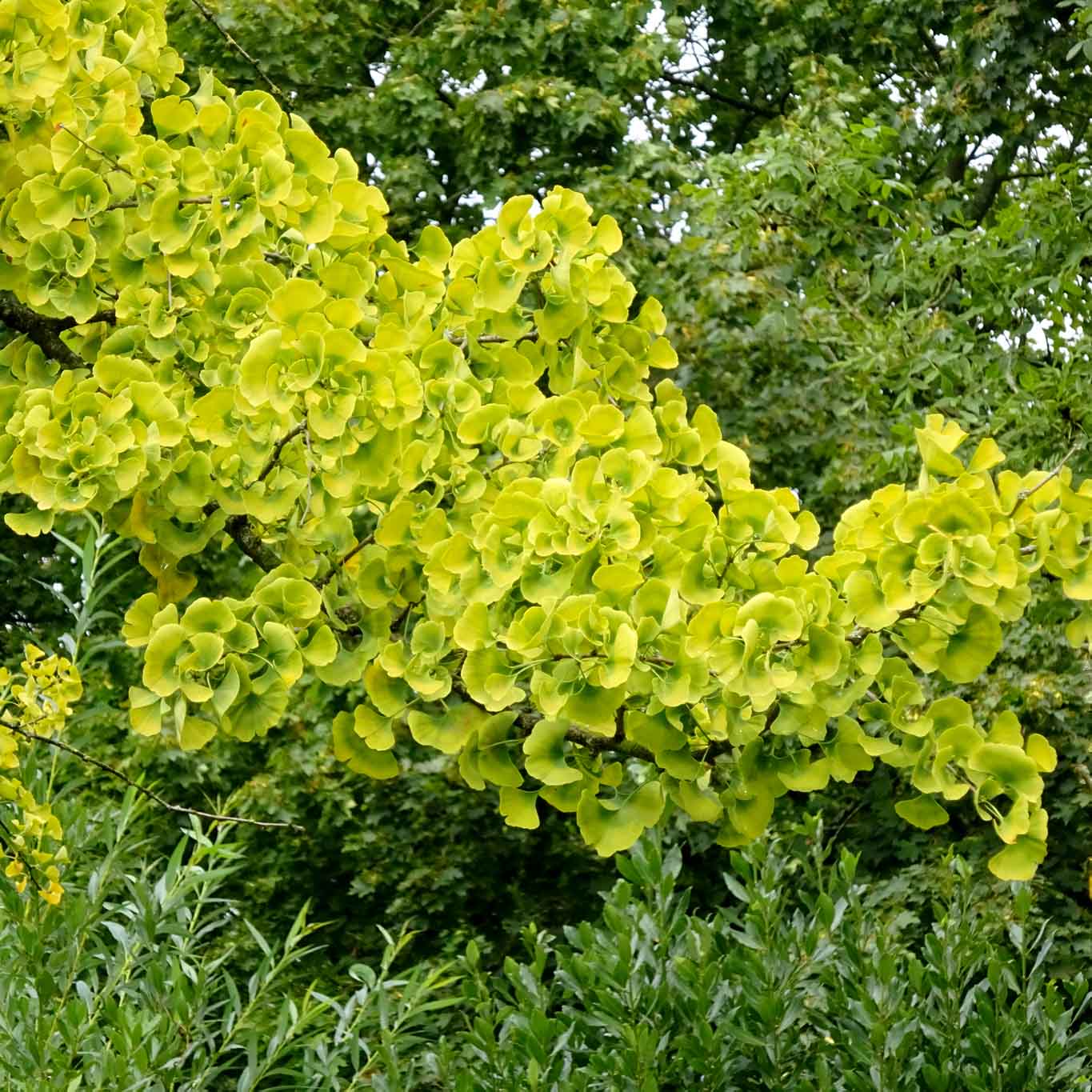 Ginkgobaum hilft beim Nachdenken im Klostergarten der Abdij Postel.