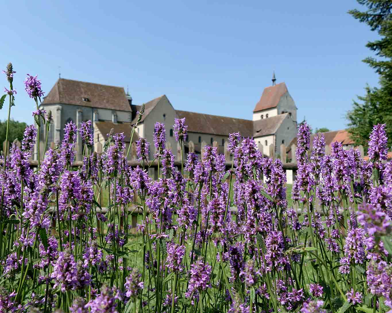 heilziest reichenau strabo garten