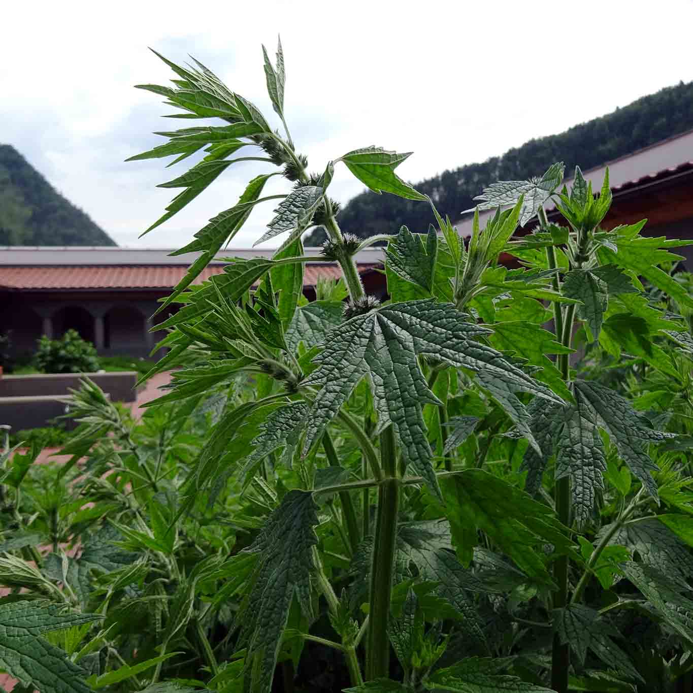 Herzgespann oder Löwenschwanzkraut.