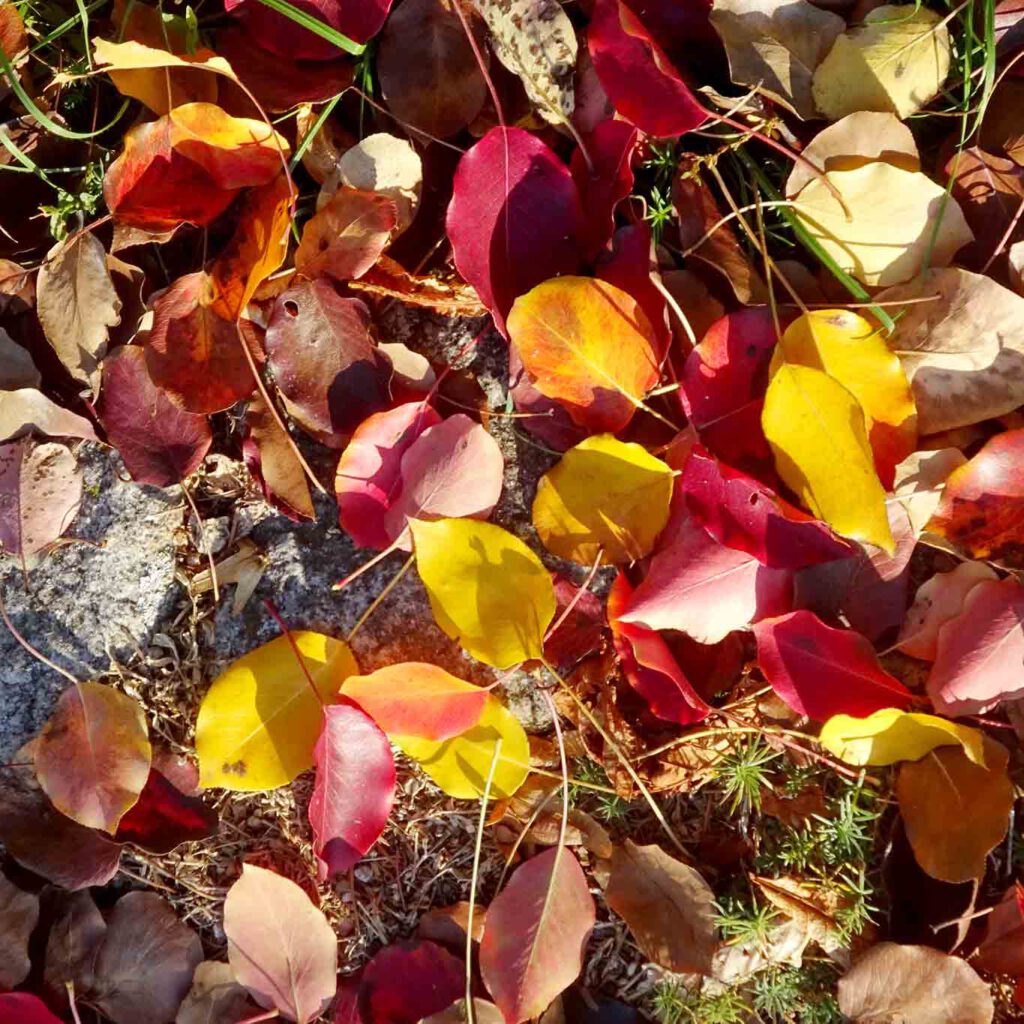 Bunte Blätter des Herbstlaubes im Hildegardforum zu Bingen am Rhein im Morgenlicht.
