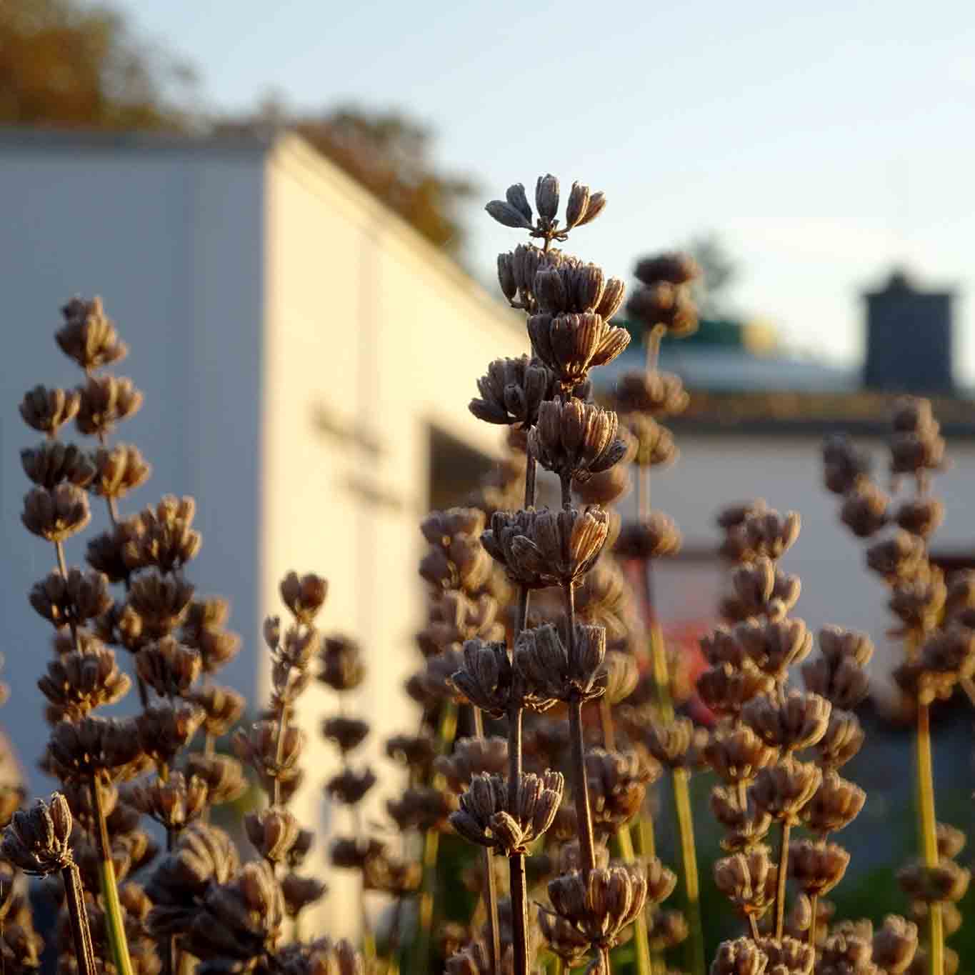 hildegardforum lavendel wieso wird wordpress immer fehlerbehafteter?