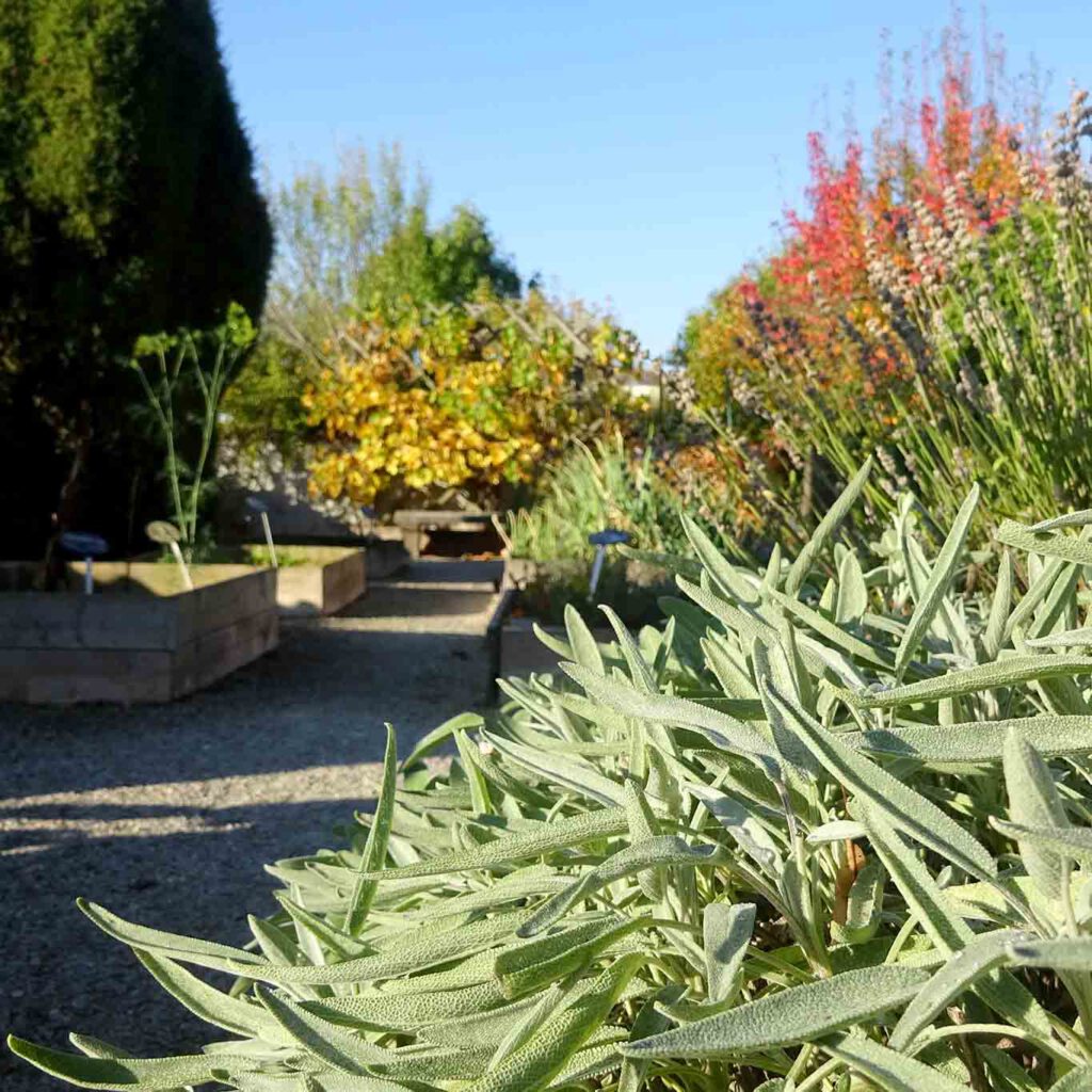 Der beständige Salbei hat dem Wetter der ersten Herbsttage getrotzt und strahlt im Morgenlicht im Garten des Hildegardforums in Bingen.